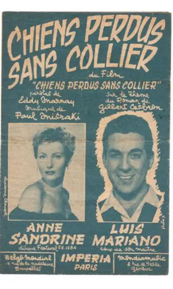 Lost Dogs Without Their Collars