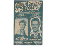 Chiens perdus sans collier